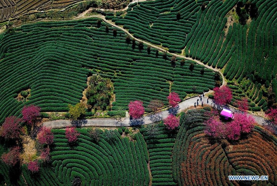 hoa-dao-dep-nhu-tranh