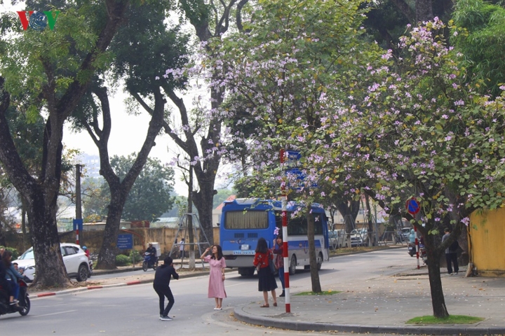 sac-hoa-ban-ha-noi