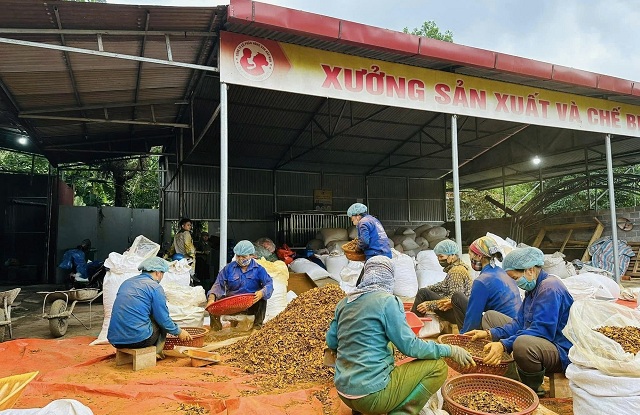 bach-thong-phat-huy-kinh-te-tap-the-nang-tam-san-pham-ocop