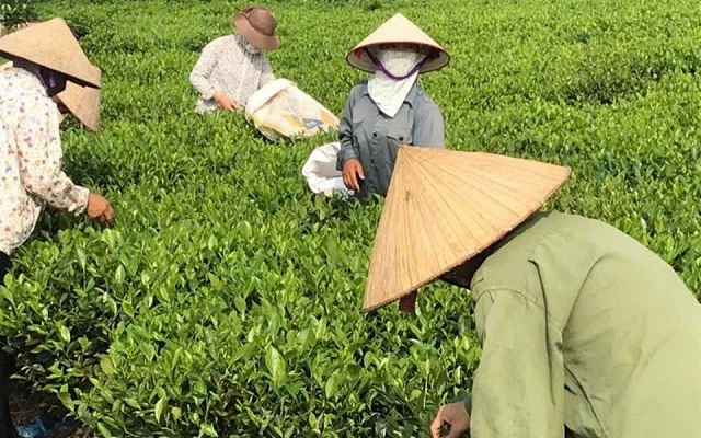 htx-nong-lam-nghiep-bac-son-nang-tam-che-dia-phuong-bang-chuoi-gia-tri-ben-vung