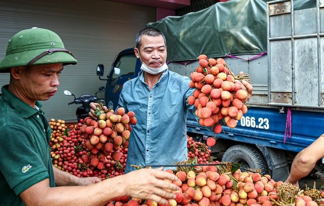 Vì sao trái vải vừa là thức ăn, vừa là loại thuốc của tự nhiên?
