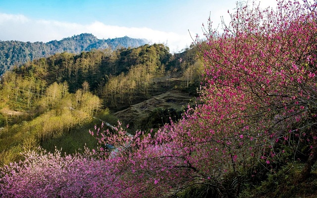 sau-dia-diem-ngam-hoa-anh-dao-it-nguoi-biet-den-o-chau-a-thai-binh-duong