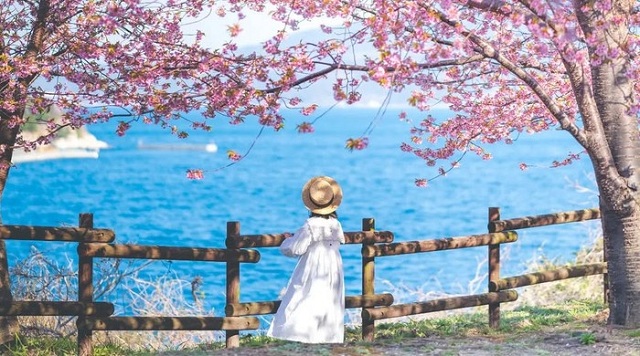 khach-viet-manh-tay-chi-tien-mua-tour-ngam-hoa-anh-dao-nhat-ban