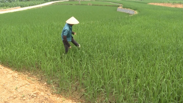 kho-han-anh-huong-dien-rong-o-lao-cai-nguoi-dan-can-su-dung-nuoc-tiet-kiem