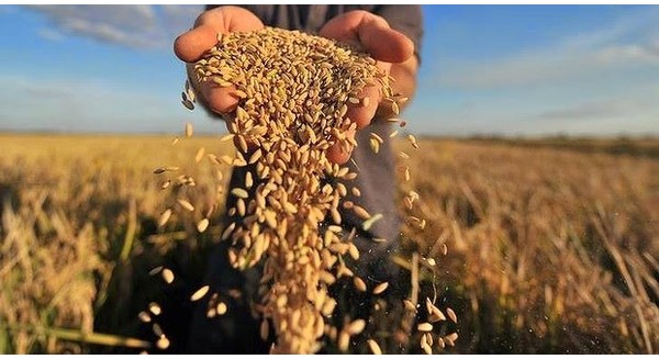 co-hoi-viet-nam-dat-dau-cham-het-cho-nganh-lua-gao-campuachia-van-hoa-doanh-nhan