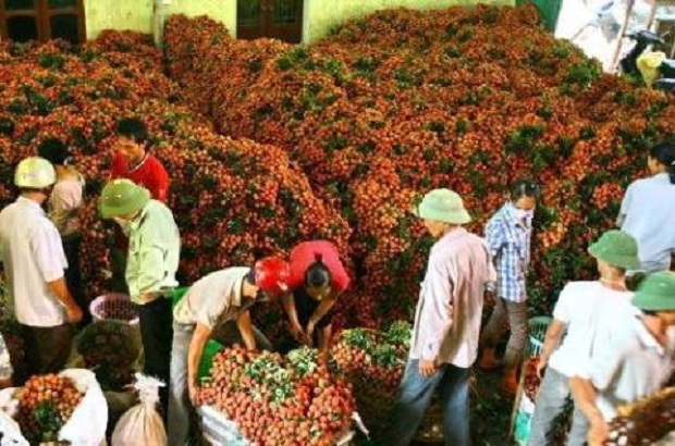 vai-thieu-viet-nam