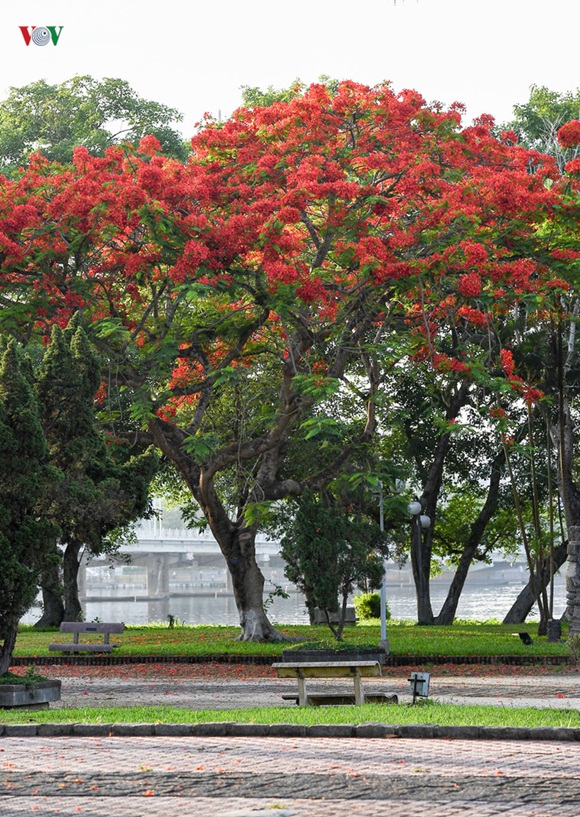 sac-hoa-hue-1