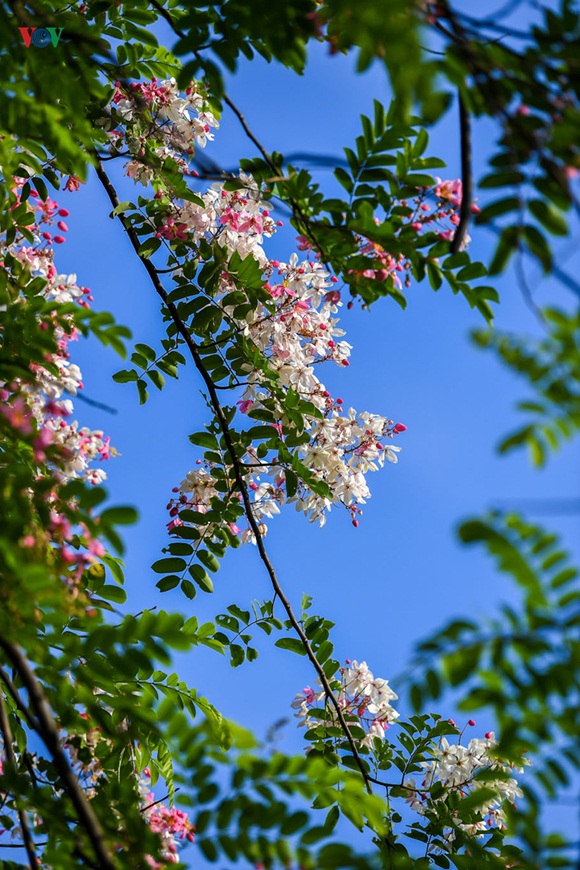 sac-hoa-hue-11