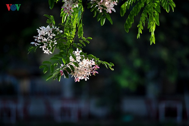 sac-hoa-hue-13