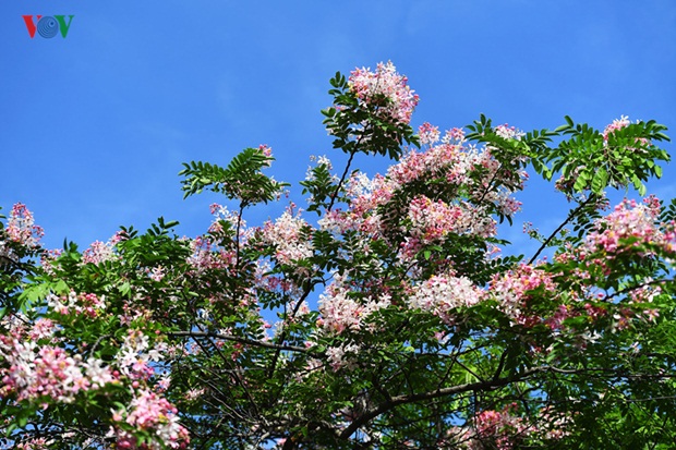 sac-hoa-hue-14