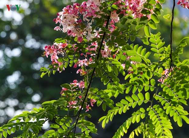 sac-hoa-hue-17