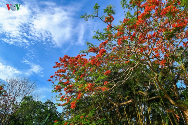 sac-hoa-hue-7