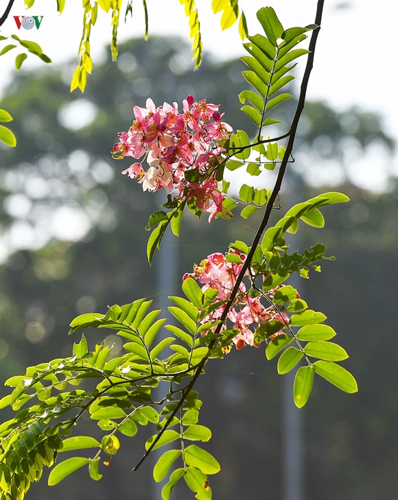 sac-hoa-hue-9