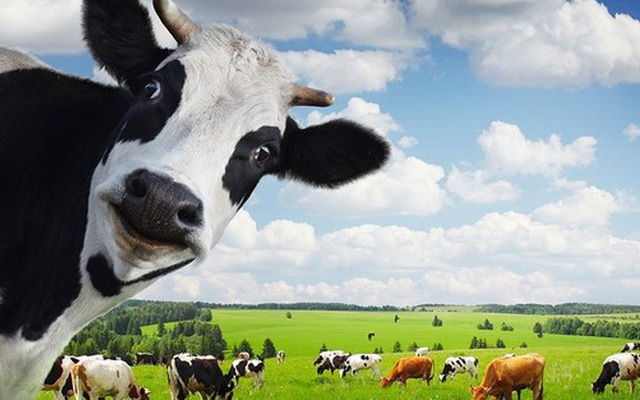 vinamilk20-