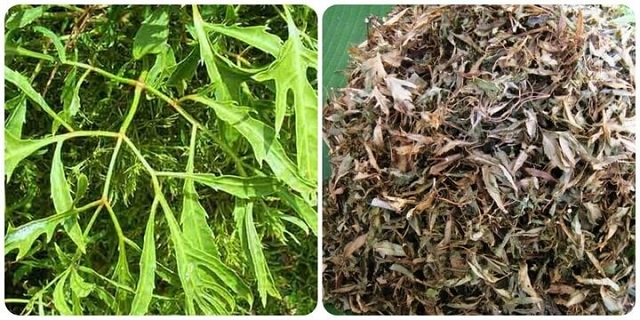 loai-la-thom-de-tim-gia-re-lai-bo-duong-nhu-nhan-sam