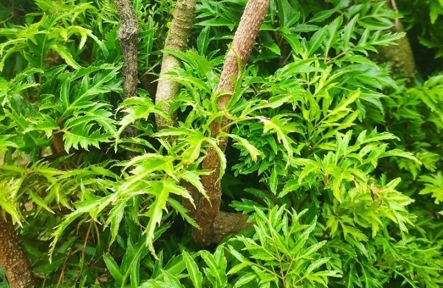 Đinh lăng - 'nhân sâm của người nghèo': Dùng sai cách coi chừng rước họa