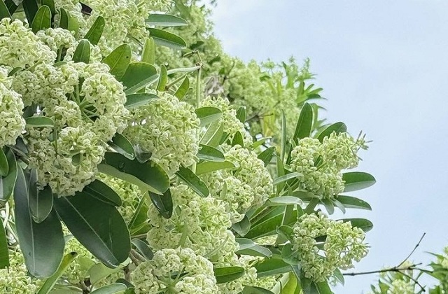 Hoa sữa gây dị ứng, khó thở: Nhóm người nào cần tránh xa?