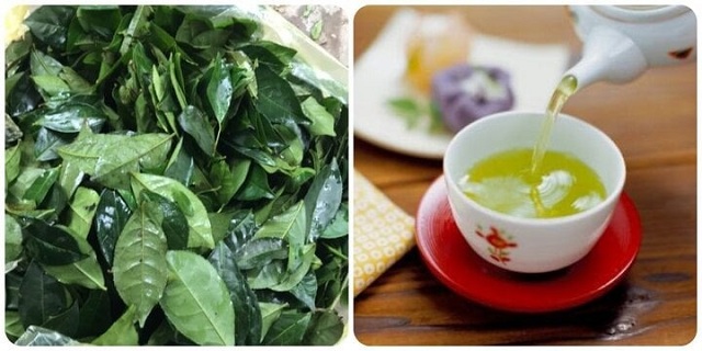 uong-nuoc-che-tuoi-co-tac-dung-gi-voi-suc-khoe