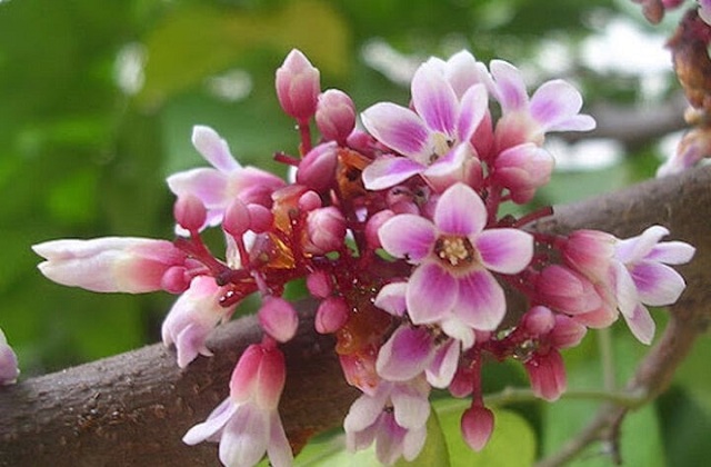 9-loai-hoa-quen-thuoc-co-kha-nang-chua-benh