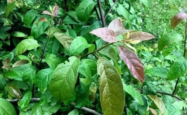 cach-uong-xa-den-thanh-loc-co-the