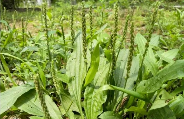 nuoc-la-ma-de-co-tac-dung-chua-benh-tuyet-voi-ra-sao