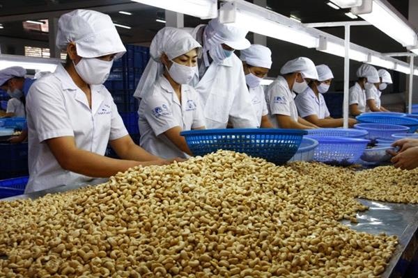 Ngành điều Việt Nam: Từ 'công xưởng chế biến' tới bài toán thương hiệu