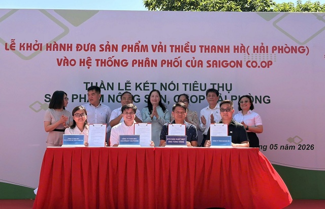 Saigon Co.op đưa 300 tấn vải Thanh Hà vào hệ thống phân phối toàn quốc