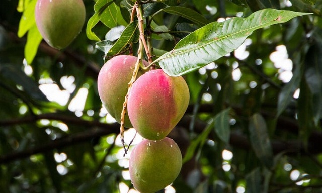 la-xoai-va-6-cong-dung-it-ai-biet-den