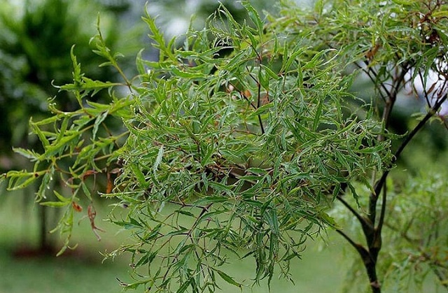 loai-cay-quen-thuoc-voi-nguoi-viet-duoc-vi-nhu-nhan-sam-cua-nguoi-ngheo