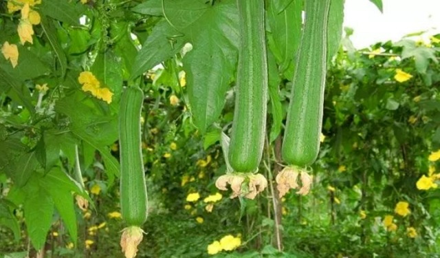 muop-duoc-vi-nhu-than-duoc-cho-suc-khoe-nho-nhung-cong-dung-nay