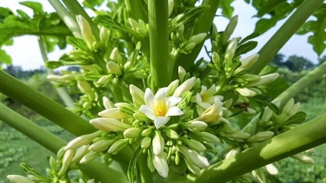 bac-si-canh-bao-hiem-hoa-khi-chua-ung-thu-bang-than-duoc-truyen-mieng