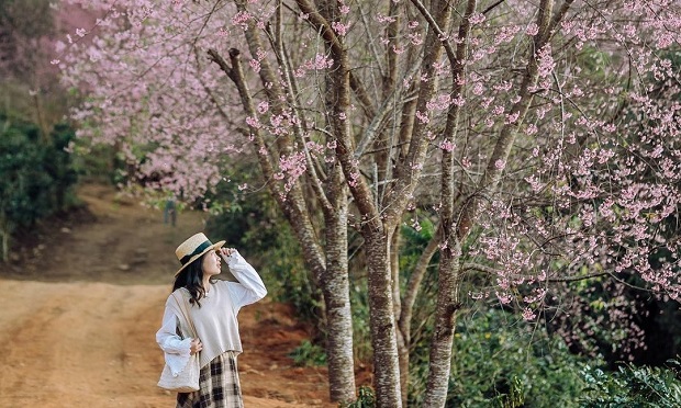 hai-diem-san-mai-anh-dao-no-som-o-da-lat