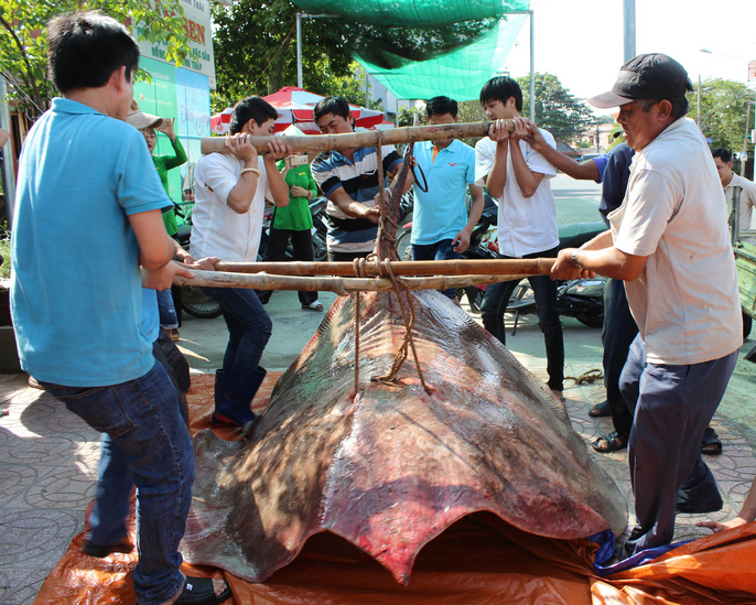 bat-duoc-ca-duoi-nuoc-ngot-khung-nang-hon-220kg-vanhoadoanhnhan