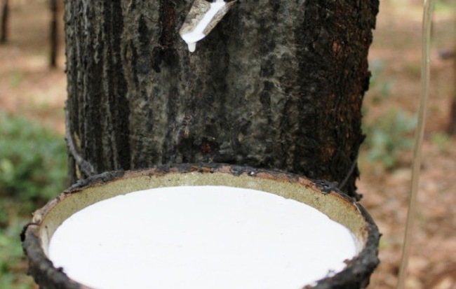cao-su-vanhoadoanhnhan